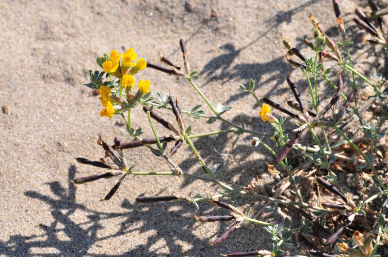 Lotus cytisoides subsp. conradiae e Medicago marina